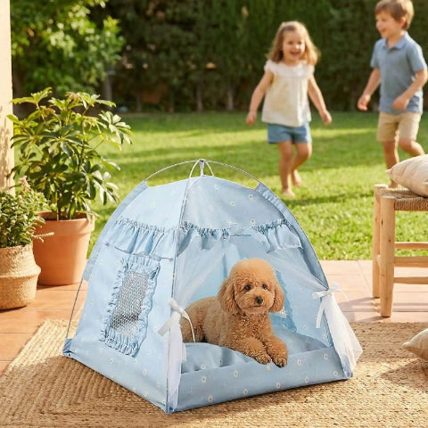 caniche toy allongé dans tente chien bleue sur terrasse pastelle