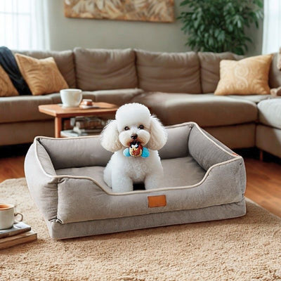 caniche toy assis dans lit pour chien gris holar