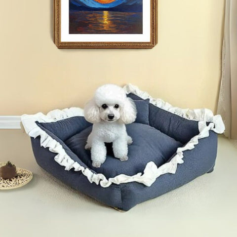 caniche toy assis sur couchage chien bleu froufrou