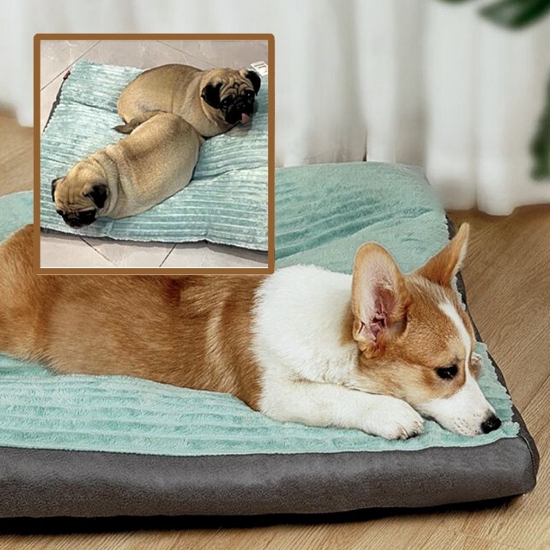 carlin-et-corgi-allonges-sur-leur-coussin-chien-confortable