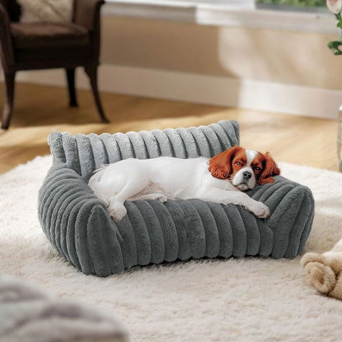 cavalier king charles couché sur canape chien gris moumoute