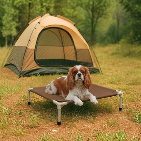 cavalier king charles couché sur lit de camp chien marron aventure