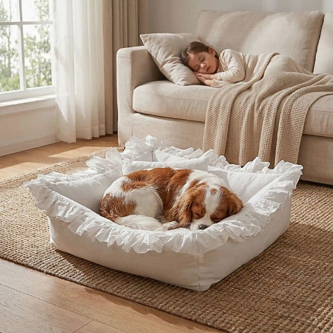 cavalier king charles endormi dans couchage chien blanc froufrou