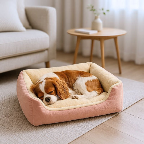 cavalier king charles endormi dans lit pour chien rose loulou