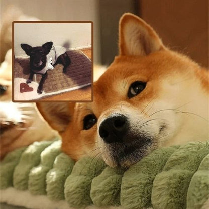 chihuahua allongé sur coussin chien déhoussable protège cervicale