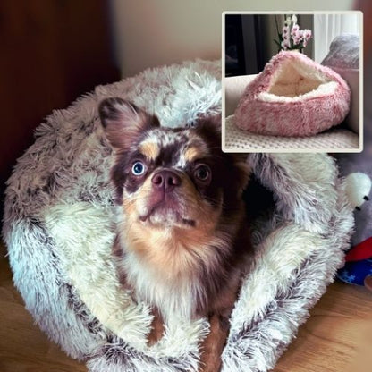 chihuahua assis dans panier à chien cookie