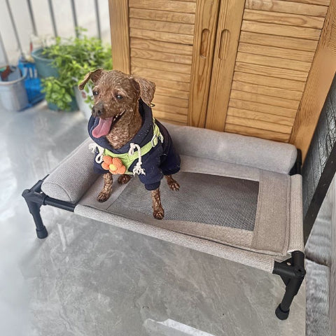 chihuahua assis sur lit de camp pour chien gris trempol