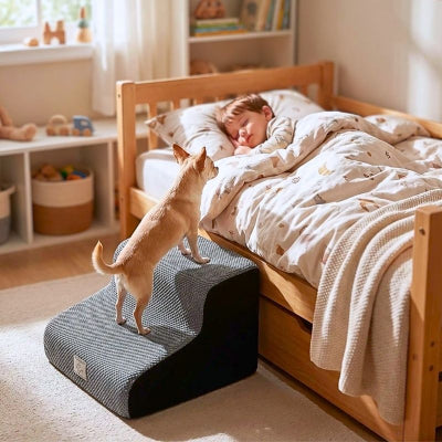 Chihuahua qui monte un escalier en mousse pour chien Pico gris