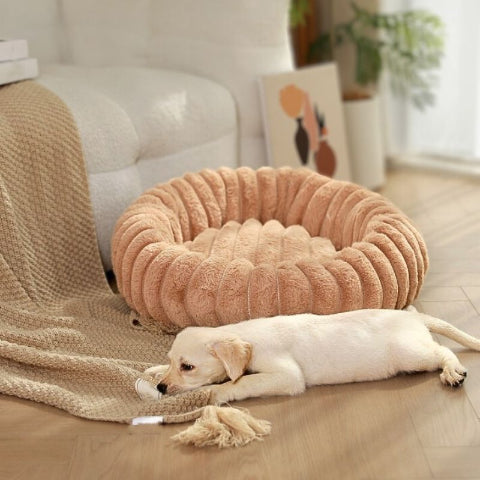 chiot endormi près du lit pour chien-anti-stress spirou