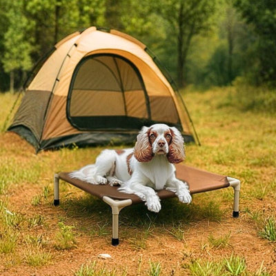 cocker espagnol étendu sur lit de camp chien marron aventure