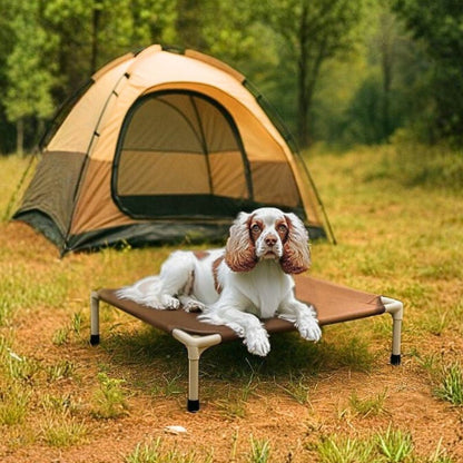 cocker espagnol étendu sur lit de camp chien marron aventure