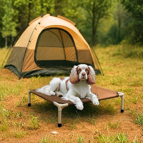 cocker espagnol étendu sur lit de camp chien marron aventure