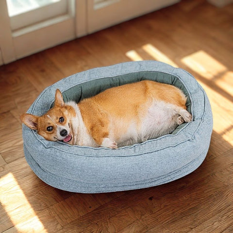 corgi allongé dans lit pour chien bleu ovalon