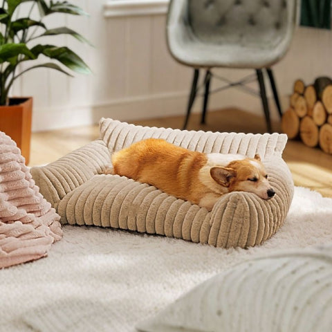 corgi allongé sur canape chien beige moumoute