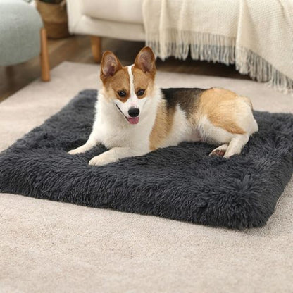 corgi allongé sur coussin chien gris foncé orthopédique
