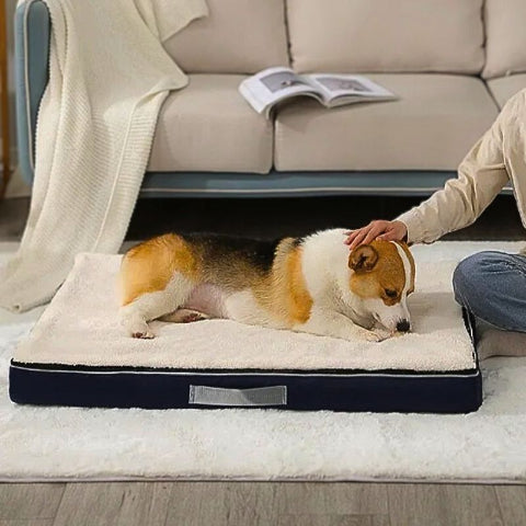 corgi allongé sur coussin dehoussable chien blanc biscot