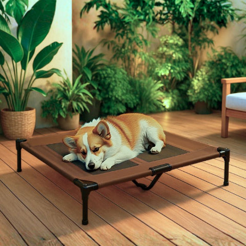 corgi allongé sur lit de camp chien marron bondaflex