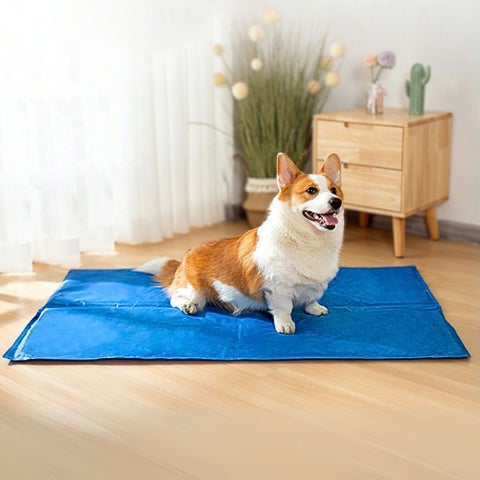 corgi assis sur tapis rafraichissant chien bleu jeltop