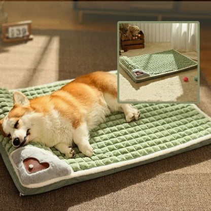 corgi couché sur coussin chien vert protège cervicale