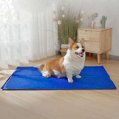 corgi couché sur tapis rafraichissant chien bleu jeltop