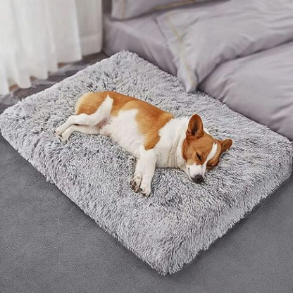 corgi endormi sur coussin chien gris clair orthopédique