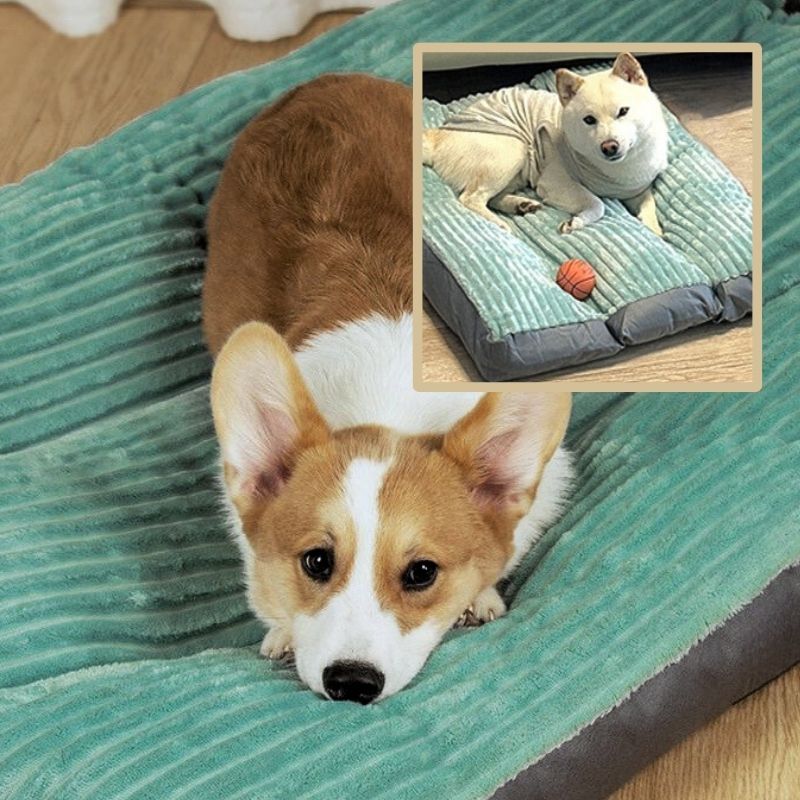 corgi-et-shiba-heureux-sur-leur-coussin-chien