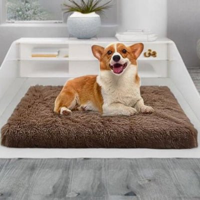 corgi allongé sur un coussin chien thermalis marron antidouleurs orthopédique