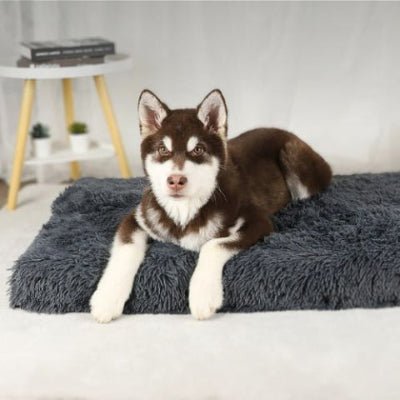husky allongé sur coussin chien thermalis gris foncé en polaire arctique chaud