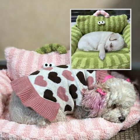 petit caniche blanc vetu d un pull avec des imprimes de coeurs noirs et roses est couche sur son coussin rose dans le coin superieur droit nous voyons un cadre carre avec un chiot blanc qui dort profondement blotti sur son coussin vert