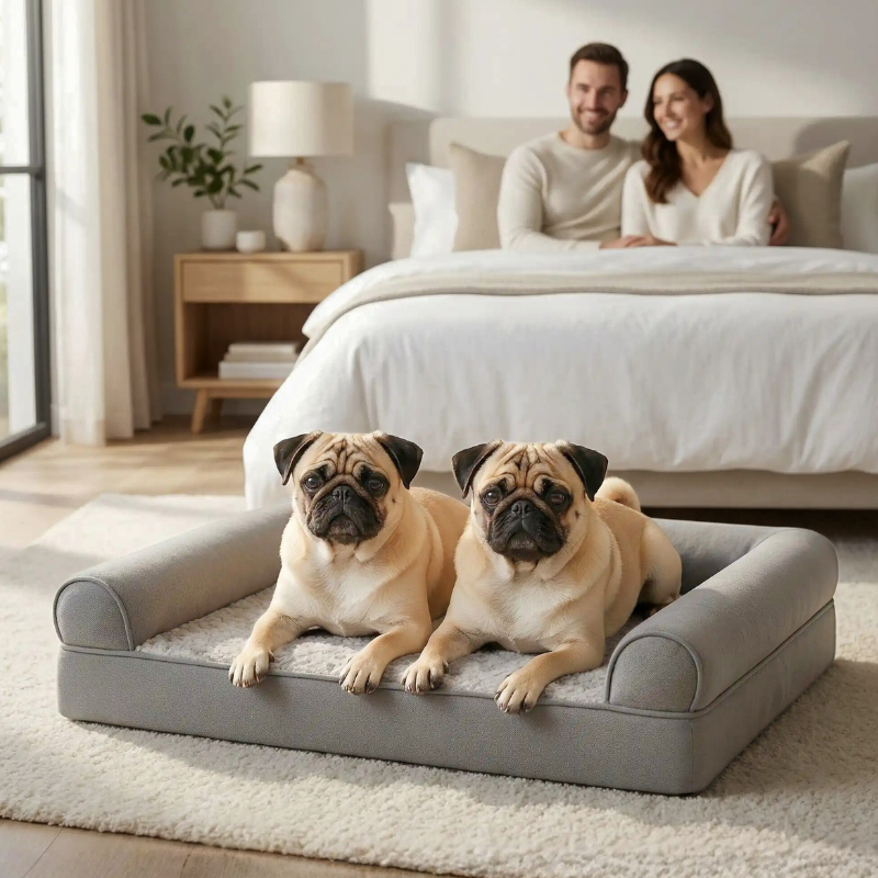 deux carlins allongés sur coussin dans chambre à coucher avec maîtres assis sur lit