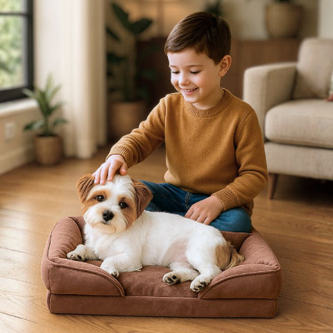 enfant caresse bichon sur canapé chien marron calinou