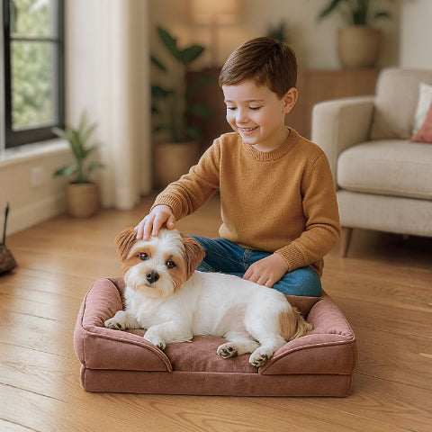 enfant flatte bichon sur canapé chien marron calinou