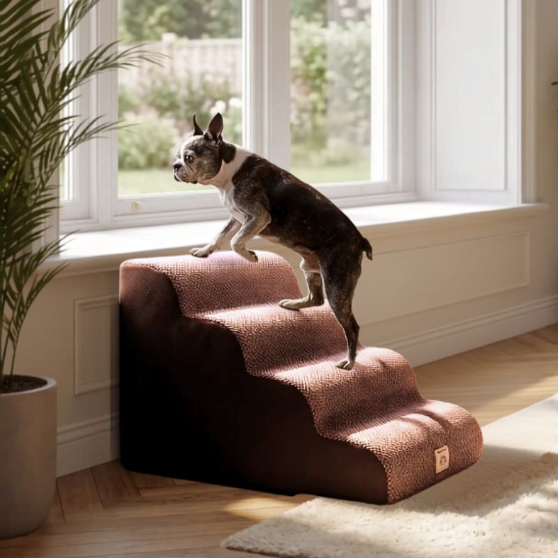 Boston terrier montant un escalier en mousse pour chien Max marron déhoussable