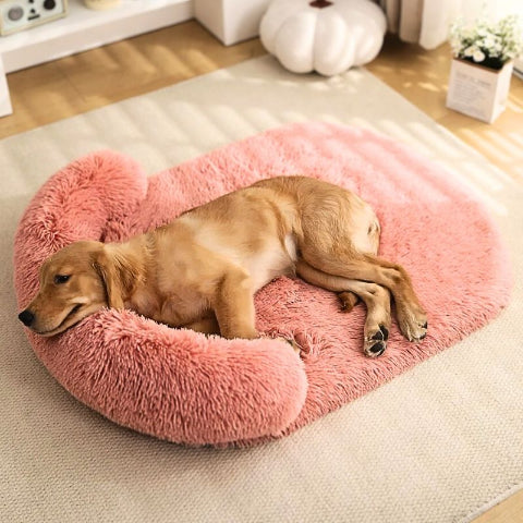 golden allongé sur coussin chien xxl rose arcon