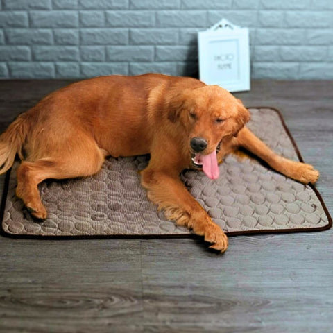 golden allongé sur tapis rafraichissant chien marron respirant