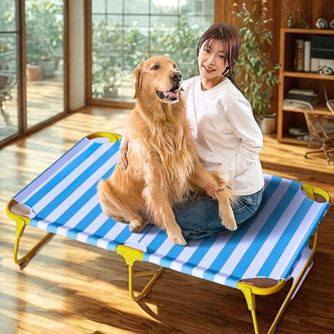 golden assis sur lit de camp pour chien robuste solil