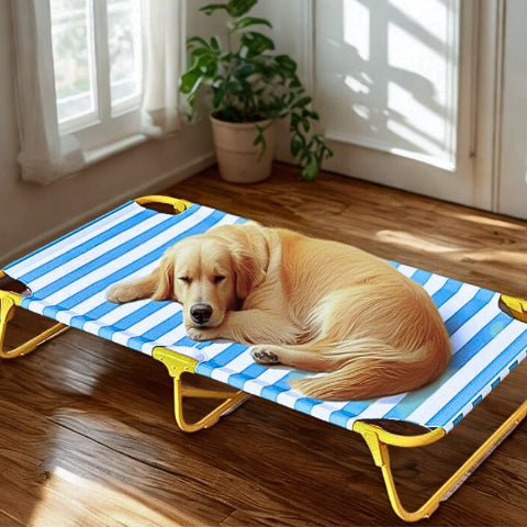 golden assoupi sur lit de camp pour chien polyvalent solil