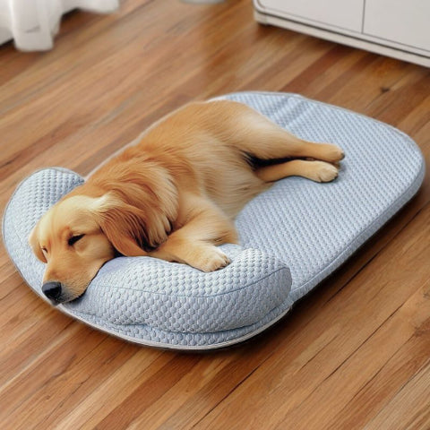 golden endormi sur tapis rafraichissant chien bleu kolos