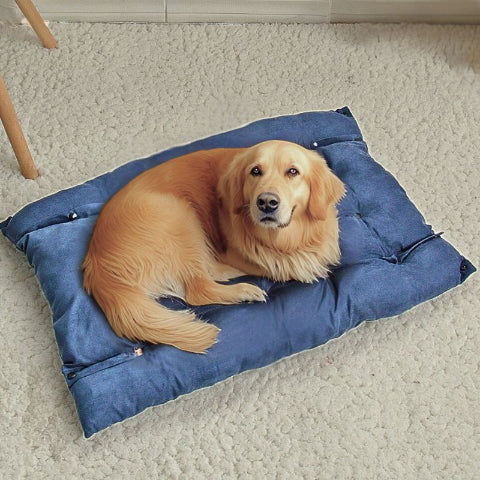 golden retriever couché sur lit chien bleu flexi