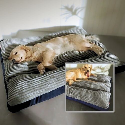 golden-retriever-endormi-sur-coussin-chien-gris