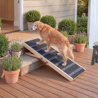 Golden retriever montant une rampe pour chien eskal robuste