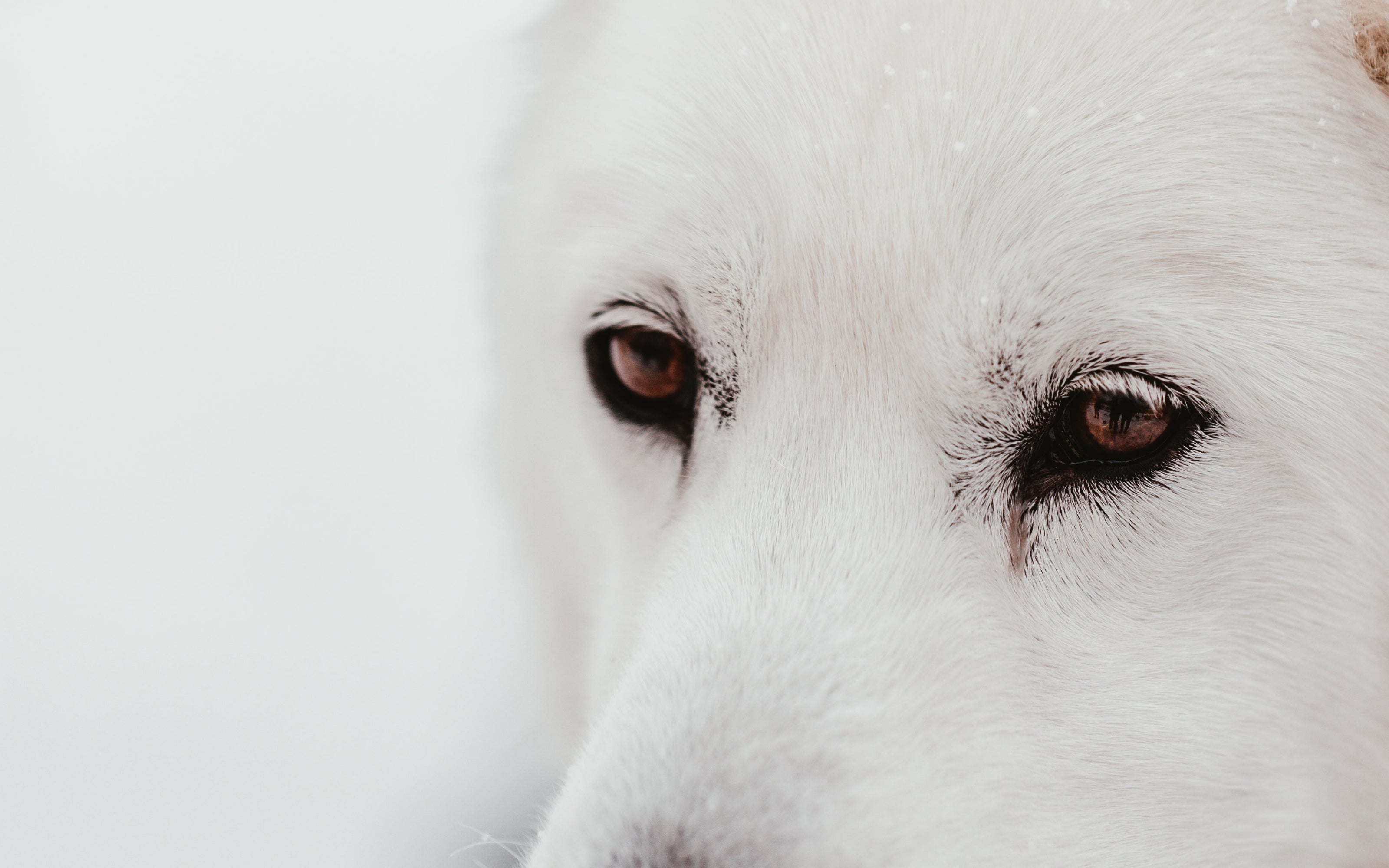 gros plan des yeux d'un chien blanc de traineau