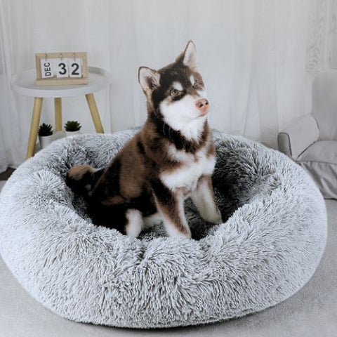 husky assis confortablement dans panier chien gris clair rond