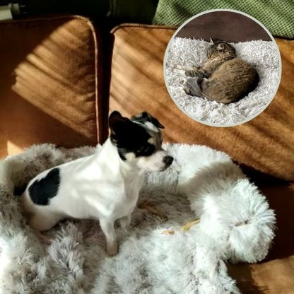 jack russell assis dans panier à chien confortable couvre sofa