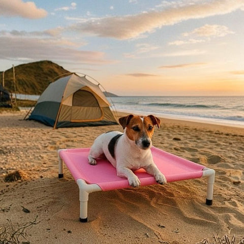 jack russell couché sur lit de camp chien aventure