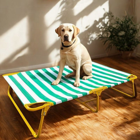 labrador assis sur lit de camp pour chien resistant solel
