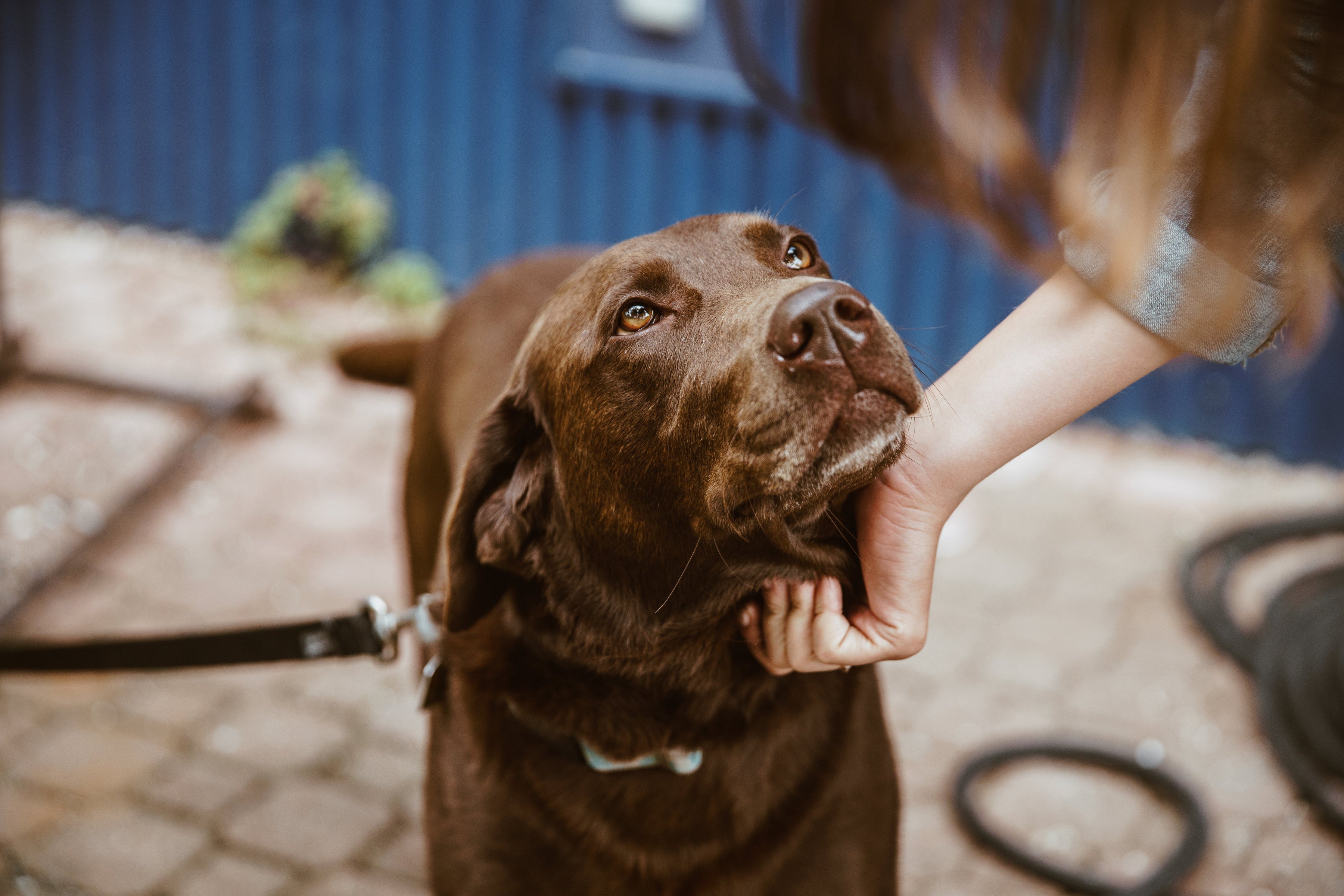 labrador marron qui regarde sa maitresse qui le flatte
