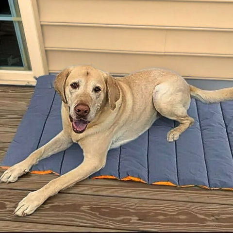 labrador retriever allongé sur tapis rafraichissant chien verso aéria