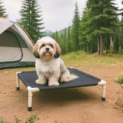 lhassa apso assis sur lit de camp chien noir aventure