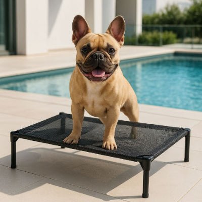 Bouledogue français montant sur lit de camp chien Orthoflex noir en toile mesh
